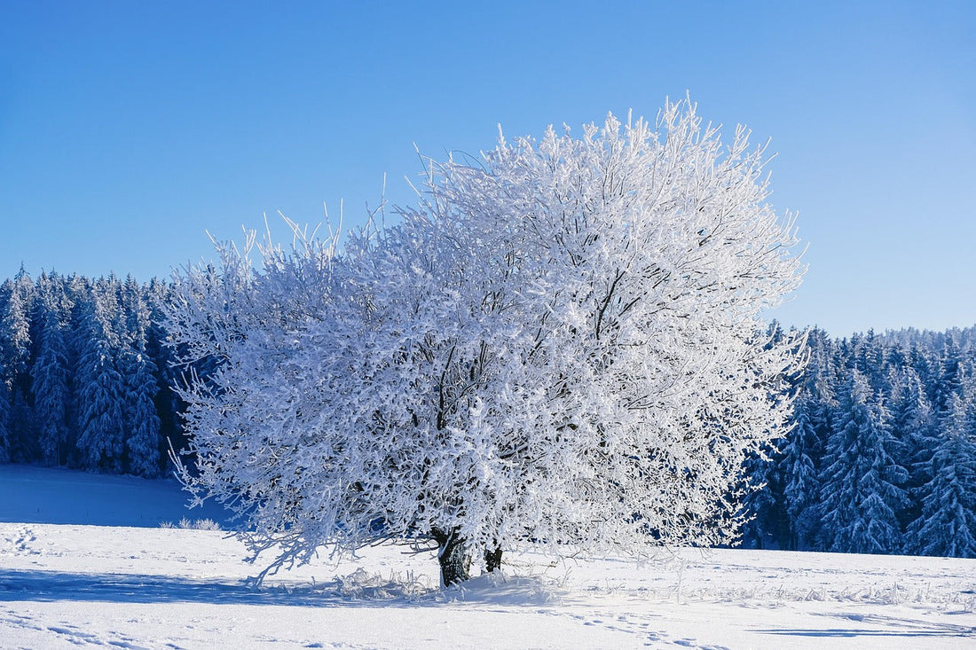 25 Unique Ways to Stay Motivated and Embrace the Winter Wonderland